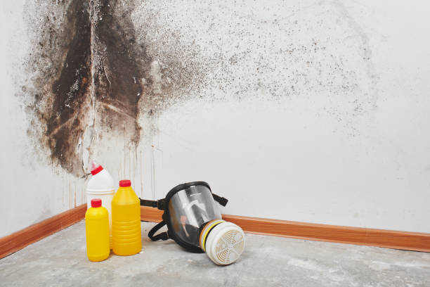 Best Insurance-Related Mold Remediation in White Hall, WV