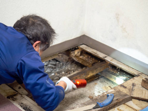 Best DIY Mold Remediation Support Services in White Hall, WV