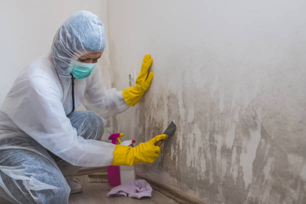 Best Residential Mold Remediation in White Hall, WV