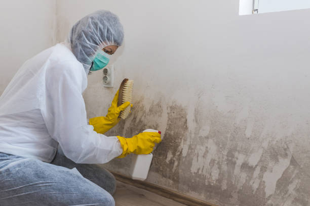 Best Post-Remediation Services in White Hall, WV
