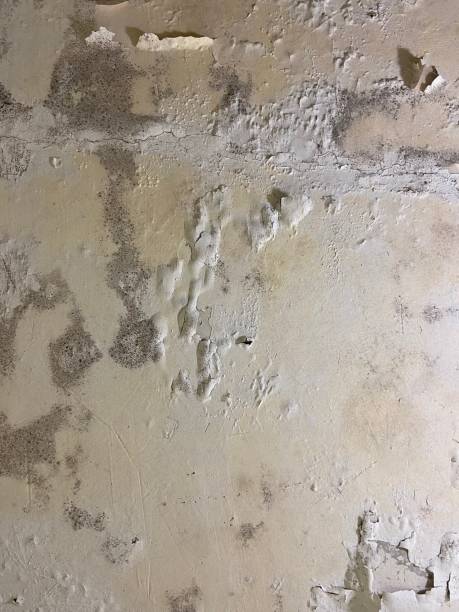 Trusted White Hall, WV Mold Remediation Experts