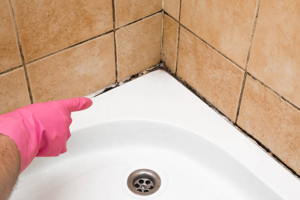 Best Industrial Mold Remediation in White Hall, WV