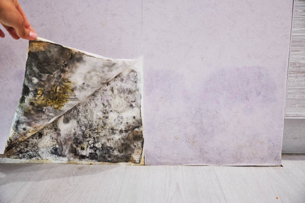 Best Residential Mold Remediation in White Hall, WV